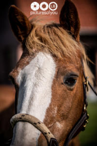 Clotilde et ses chevaux - Photos lifestyle par Laurent Bossaert - Pictures of You-14