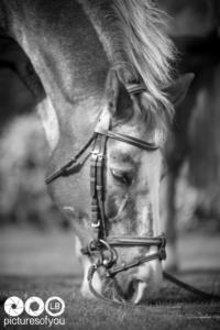 Clotilde et ses chevaux - Photos lifestyle par Laurent Bossaert - Pictures of You-12